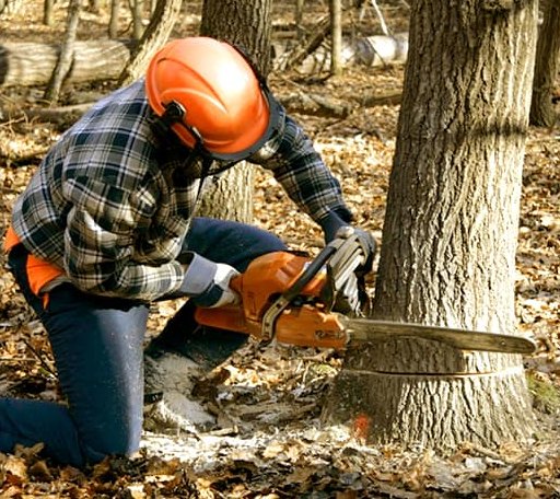 Tree Removal in Uvalda, GA
